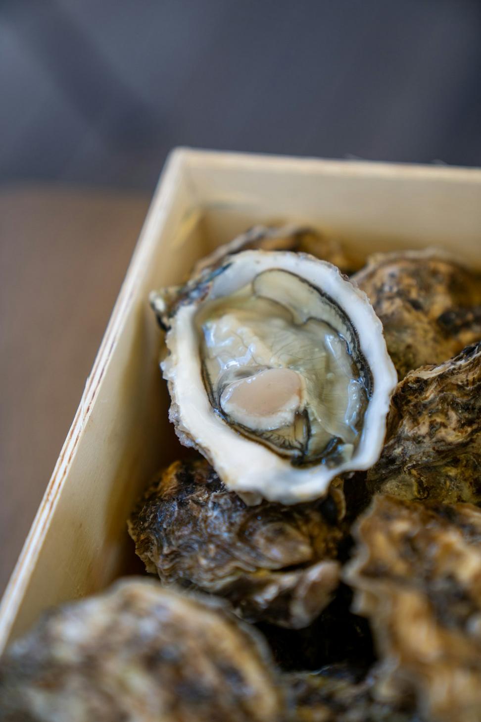 Oysters