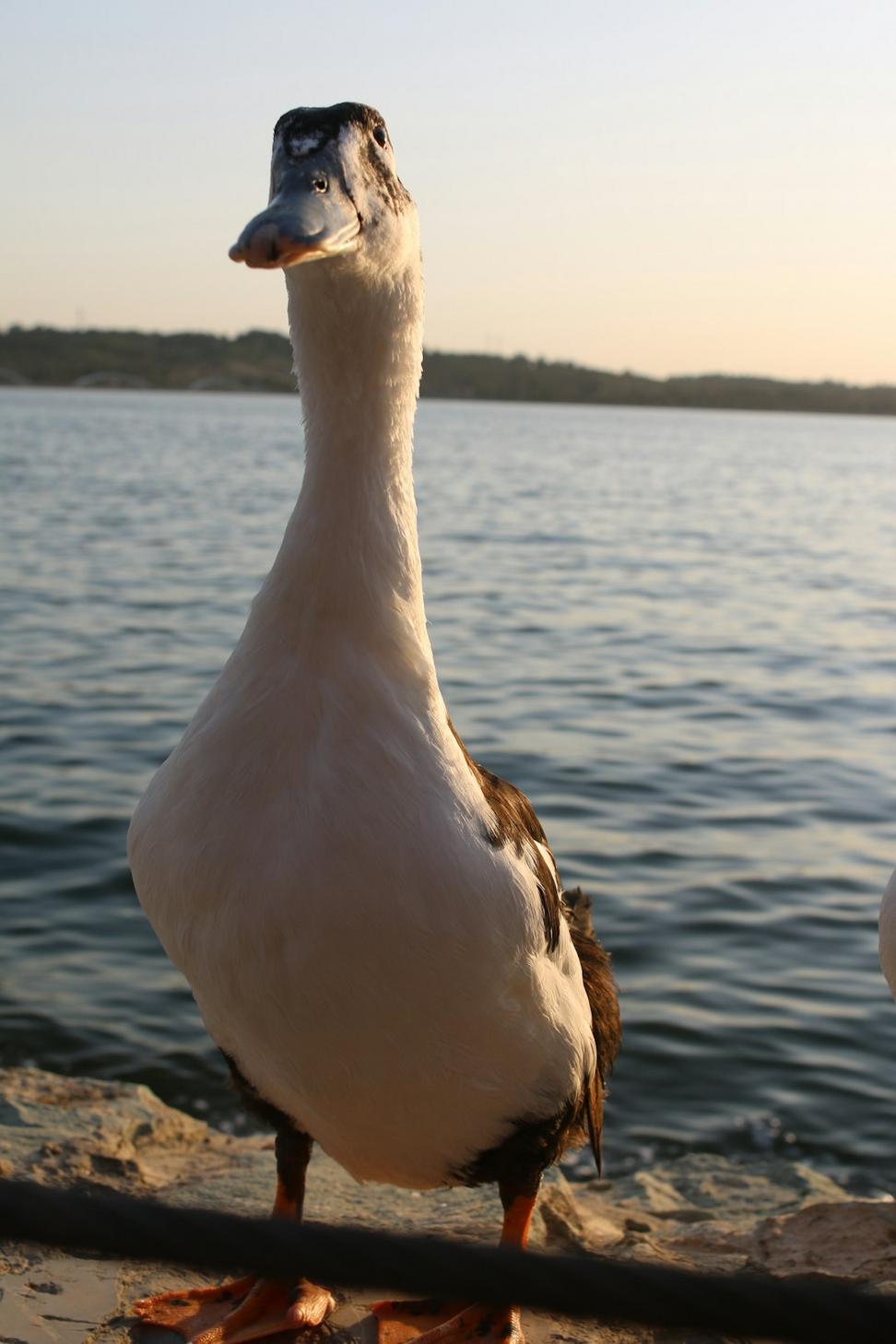 Duck