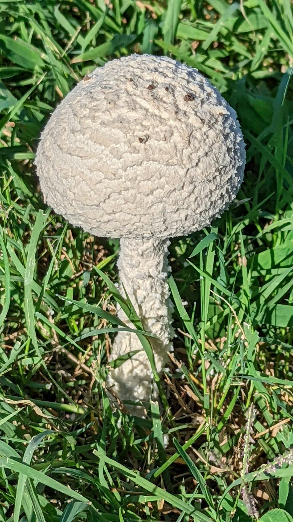 Mushroom Soup