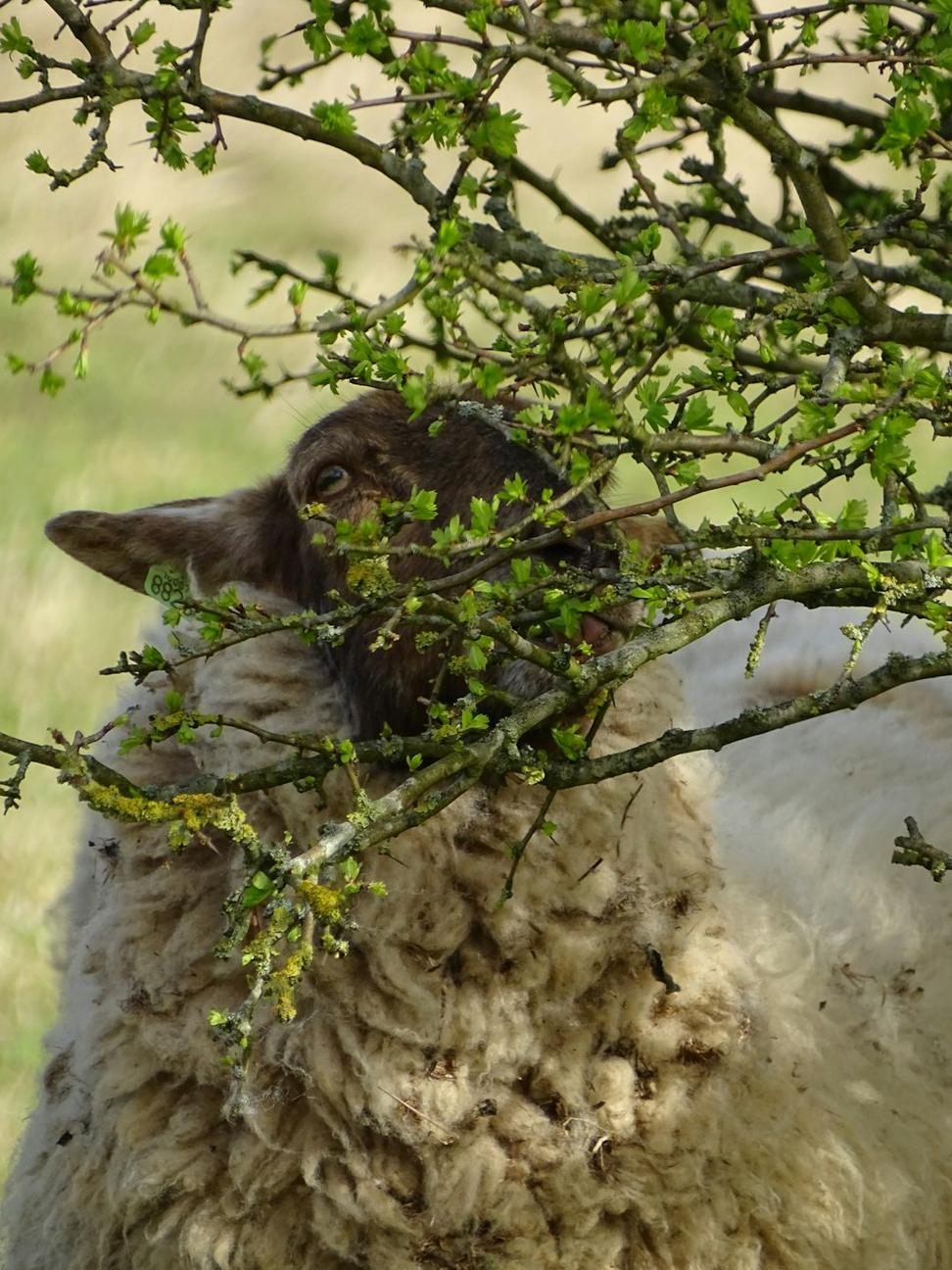 Lamb